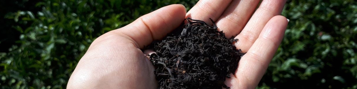 چای سنواتی وارد بازار نشده/ بانک ملی وضعیت این چای را بعد ۱۷ سال مشخص کند