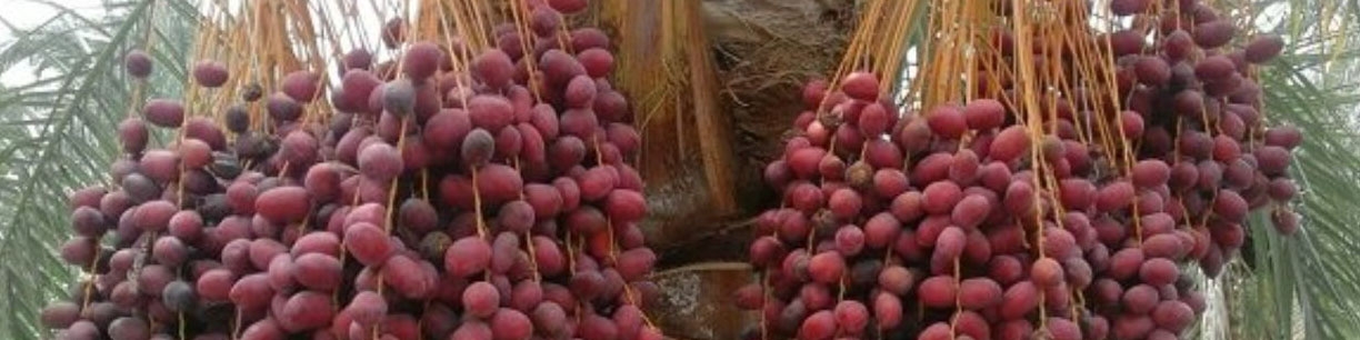 تاثیر وضع عوارض بر بازار صادراتی خرما