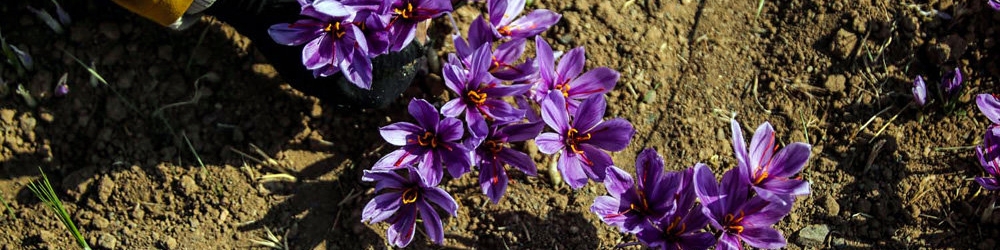 قاچاق طلای سرخ جانی دوباره گرفت/ تجارت چمدانی زعفران دسترنج کشاورزان را به یغما می‌برد