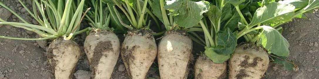 بازنگری در قیمت چغندر قند با حذف ارز دولتی شکر