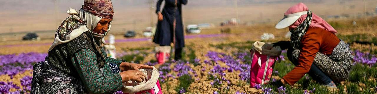 کاهش یک میلیون تومانی قیمت زعفران