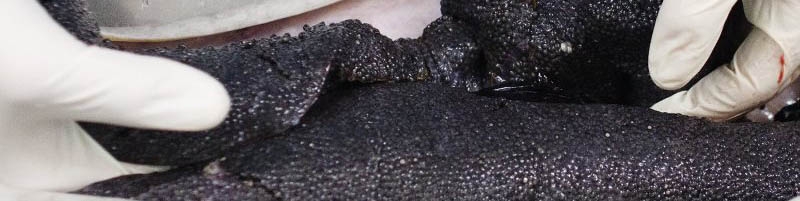 سال ۹۸ اولین تکثیر موفق ماهیان خاویاری به صورت انبوه رخ داد/ کسب درآمد ۷ میلیون دلاری با صادرات خاویار