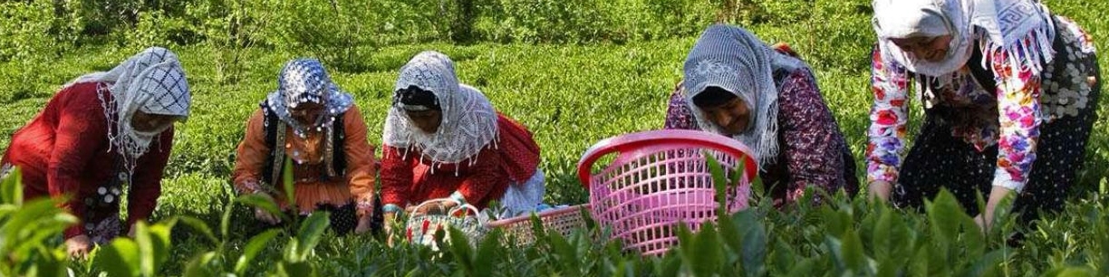 قیمت خرید تضمینی سه محصول کشاورزی تعیین شد