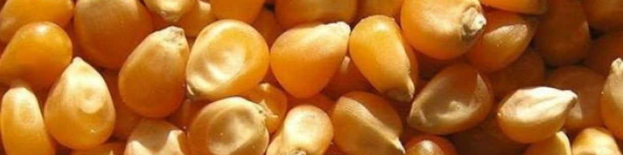 پیشنهاد وزارت کشاورزی برای عرضه ذرت و جو در بورس کالا