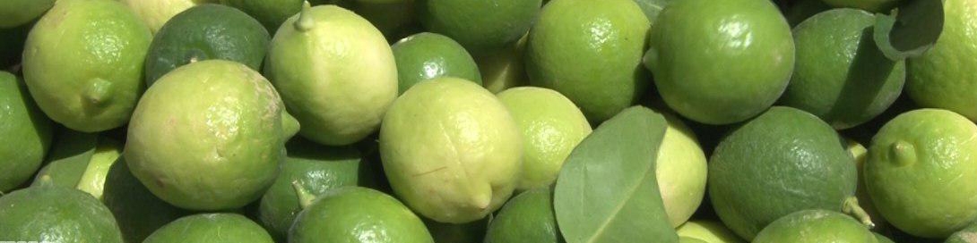 لیمو تحت شمول قانون مقابله با احتکار قرار گرفت