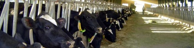 برنامه‌ای برای صادرات دام زنده نداریم؛ افزایش واردات گوشت قرمز ارتباطی به وزارت جهاد کشاورزی ندارد