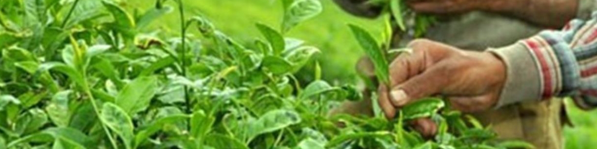 آغاز برداشت خرید برگ سبز چای از چایکاران؛ تولید چای خشک به ۳۰ هزار تن خواهد رسید