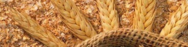 خرید گندم مازاد بر نیاز کشاورزان از ۱.۱ میلیون تن گذشت