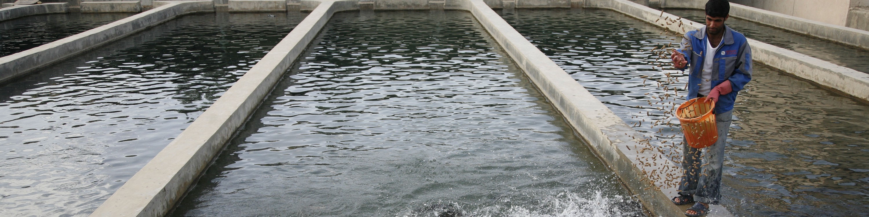 ماهیان ‌پرورشی خرید توافقی می‌شود