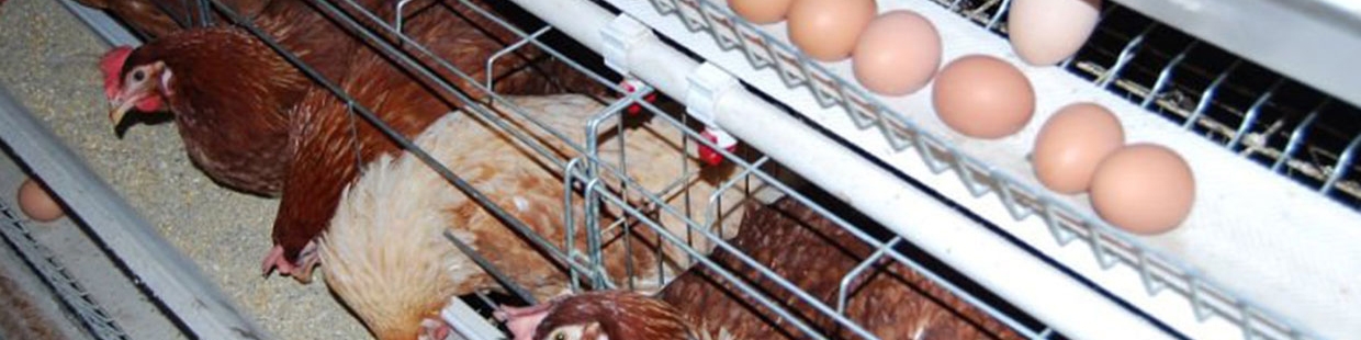 کنترل بازار صنعت مرغ و تخم‌ مرغ نیازمند واردات نهاده است