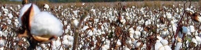 برداشت سنتی گریبان‌گیر تولید پنبه؛ کارخانه‌‌ها رغبتی برای خرید پنبه‌ دست چین ندارند