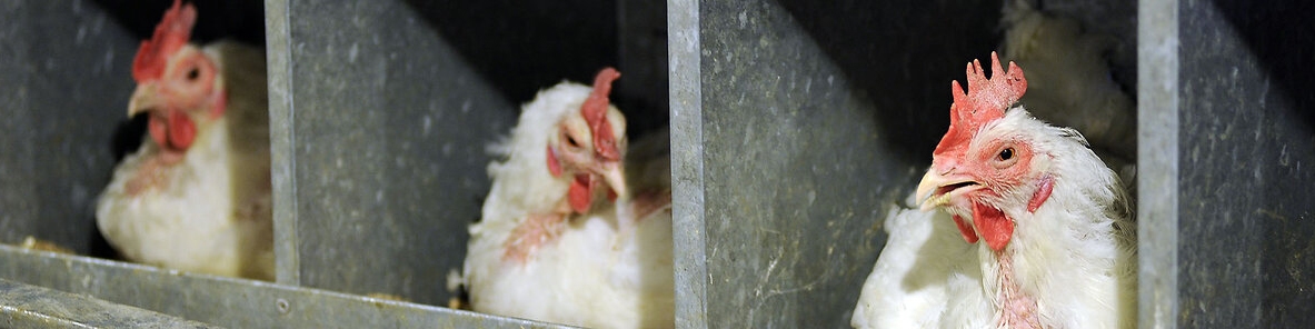 صادرات مرغ با عوارض ۱۵۰۰ تومانی تمدید شد