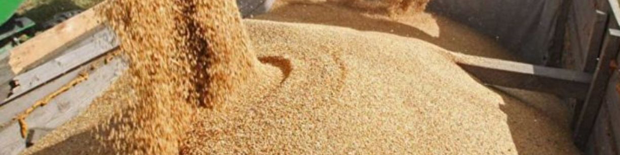 عرضه ۲.۵ میلیون تن نهاده‌ دامی در سامانه بازارگاه