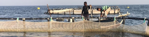 آغاز خرید حمایتی محصولات پرورش ماهی در دریا