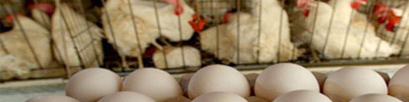 گلایه تولیدکنندگان از نرخ‌ دولت برای محصولات پتروتئینی و شیرخام