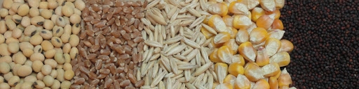 جزئیات سهمیه بندی جدید نهاده های دام و طیور/ فقط دامداران و مرغداران دارای شناسه یکتا نهاده دولتی می‌گیرند