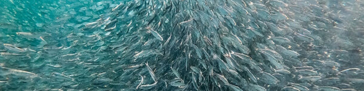 گیلان ظرفیت تکثیر۵۰ درصد بچه ماهی مورد نیاز کشور را دارد