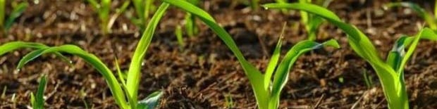 پیامدهای گرانی نهاده‌های کشاورزی