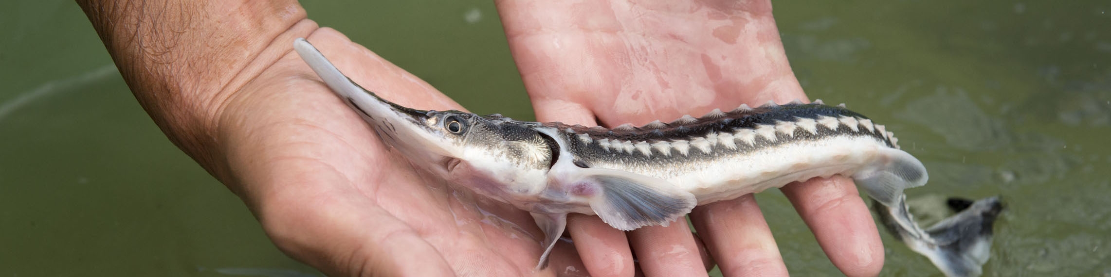 تولید ۱۰ تن خاویار پرورشی در کشور