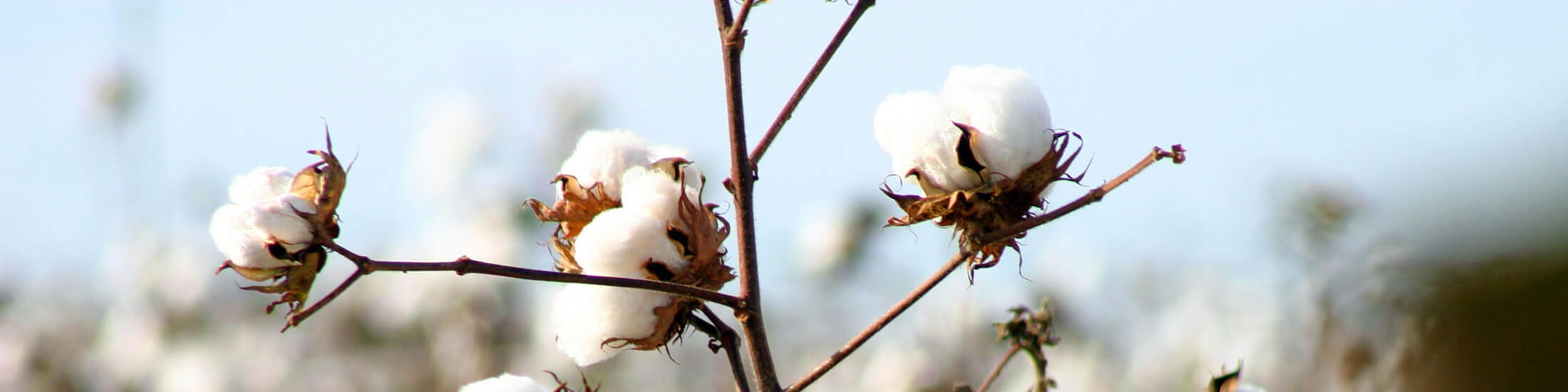 خوداتکایی ۵۷ درصدی کشور در تولید پنبه