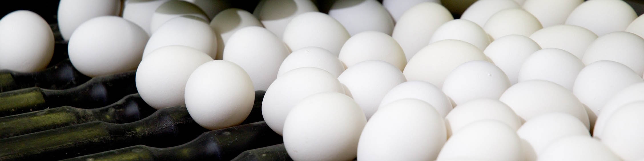 دولت قیمت را کنترل نمی‌کند؛سرکوب می‌کند/ عاقبتش افت تولید است