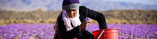 افزایش ۱۰ تا ۱۵ درصدی تولید طلای سرخ در راه است