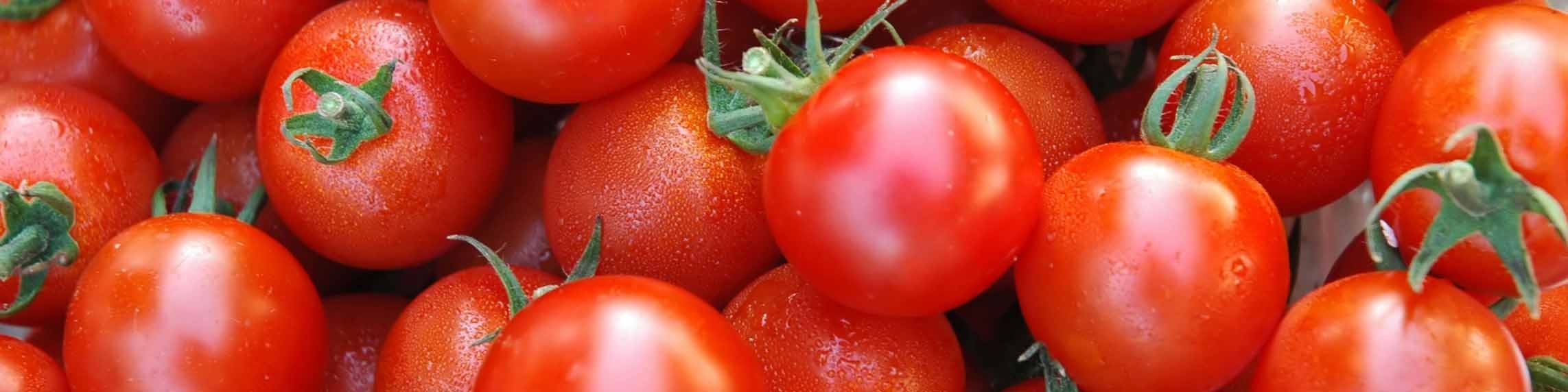 گوجه فرنگی ارزان می شود