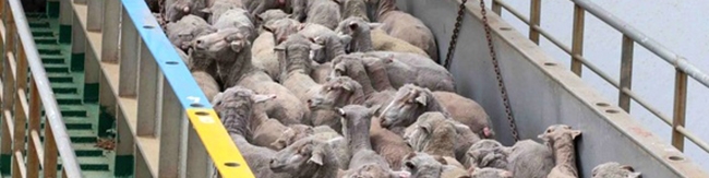 ورود دام به تهران کاهش یافت/  افزایش ۱۰ هزار تومانی قیمت دام زنده بدلیل قاچاق