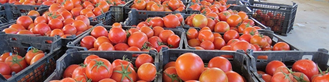 ماجرای گوجه فرنگی‌های برگشت خورده از عراق