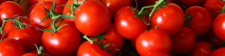 سرمای اخیر علت اصلی گرانی گوجه فرنگی؛ نرخ گوجه فرنگی به ۱۰ هزار تومان رسید