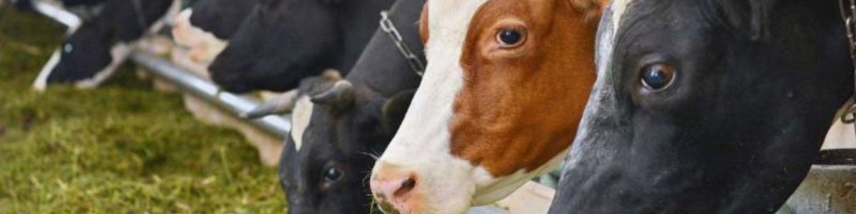 قیمت نهاده‌های دامی در بازار آزاد به‌زودی کاهش می‌یابد