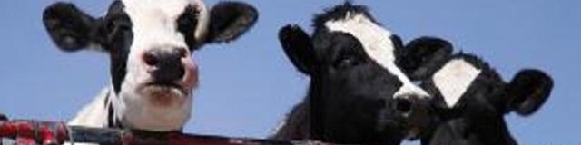 خروج دام بدون مجوز سازمان دامپزشکی قاچاق محسوب می‌شود