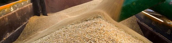 دولت با این گرانی‌ها می‌خواهد خرده‌کشاورزها را از میدان به در کند