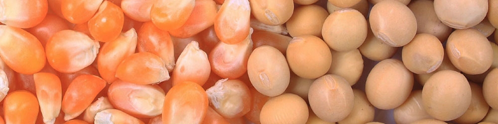 پنج میلیون یورو بذر ذرت دامی در گمرکات خوراک موش‌ها می‌شود