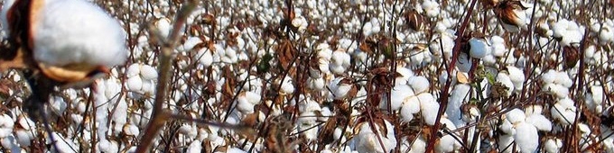 رشد ۲۰ درصدی تولید طلای سفید؛ تعطیلی کسب و کارها قیمت نخ و پنبه را کاهش داد