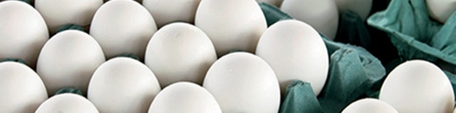 کاهش ۳۰ درصدی تولید تخم مرغ/ قیمت هر کیلو تخم‌مرغ درب مرغداری ۱۶ هزار تومان