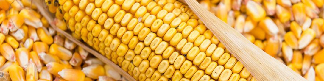 رشد وزنی و ارزشی واردات ذرت در ۹ ماهه امسال