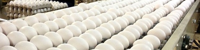 کمبود تخم مرغ نداریم، نشتی داریم/هر شانه تخم‌مرغ ۳۵ هزار تومان