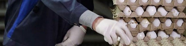 ارتباط گرانی تخم مرغ با تعلیق یک قانون توسط رئیس جمهور/ هیچ کدام از وزارتخانه‌ها گردن نمی‌گیرند