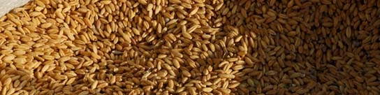 واردات جو از عراق در صورت قبول شرایط ایران