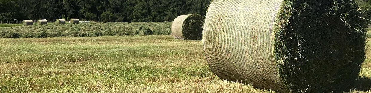 سرنوشت نامعلوم بیش از ۱۰۰۰ تن بذر پایه علوفه در گمرک به‌دلیل اختلاف ۳ دستگاه دولتی