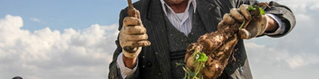 قیمت خرید تضمینی چغندر قند بهاره هفته آینده اعلام می‌شود