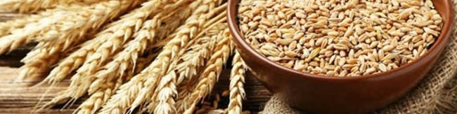 دچار کمبود گندم می‌شویم!