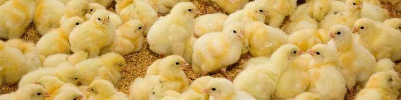 گرانی جوجه ربطی به قاچاق آن ندارد؛ شاید تقاضای جوجه‌ریزی بالا رفته