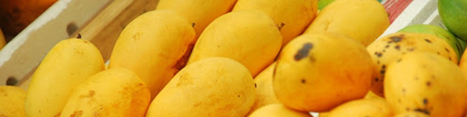 ورود مسافری انبه از مصر/ میوه‌های پروازی برای قشر خاصی است