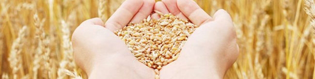 بحران کرونا دامن گیر صادرات گندم هند شد