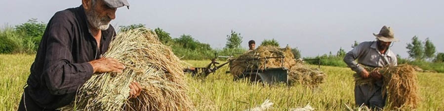 کاهش بیماری‌های گندم و جو در سال ۱۴۰۰