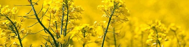 به منظور تأمین روغن خام و کنجاله ۳۰۰ هزار تن دانه روغنی توسط شرکت بازرگانی دولتی ایران وارد می‌شود