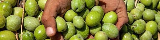 زمینه‌چینی برای واردات کنسرو زیتون/ کاهش ۳۰۰درصدی تولید روغن زیتون