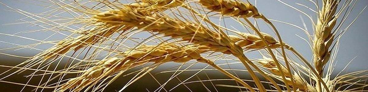 نابودی خودکفایی گندم، از آثار زیان‌بار ارز ۴۲۰۰ تومانی